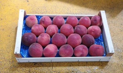 Foto Pesche Bianche Calibro 20 Origine Italia Marchio Arco Pinto  1