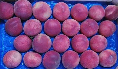 Foto Pesche Bianche Calibro 22 Origine Italia Marchio Arco Pinto  2