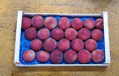 Foto Pesche Bianche Calibro 22 Origine Italia Marchio Arco Pinto  3