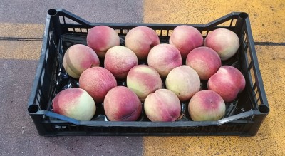 Foto Pesche Bianche Calibro 16 Origine Italia Marchio Pirozzi  1