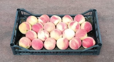 Foto Pesche Bianche Calibro 22 Origine Italia Marchio Pirozzi  1