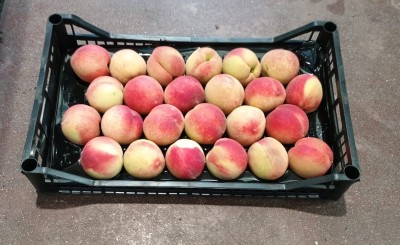 Foto Pesche Bianche Calibro 24 Origine Italia Marchio Pirozzi  1