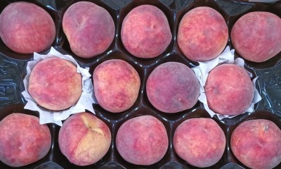 Foto Pesche Varietà Astoria Calibro 14 Origine Spagna Marchio Valero  2