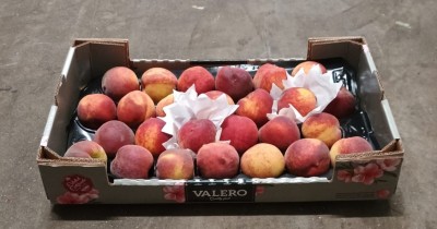 Foto Pesche Rosse Varietà Lola Calibro 26 Origine Spagna Marchio Valero  1