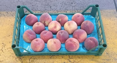 Foto Pesche Rosse Varietà royal Jim Calibro 16 Origine Turchia Marchio Agricola Gloria  1