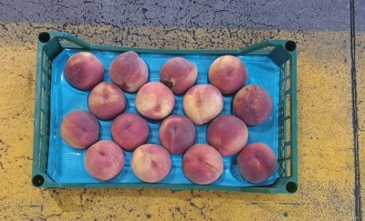 Foto Pesche Rosse Varietà royal Jim Calibro 16 Origine Turchia Marchio Agricola Gloria  3