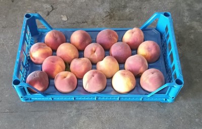 Foto Pesche Rosse Varietà Royal Jim Calibro 18 Origine Turchia Marchio Agricola Gloria  1