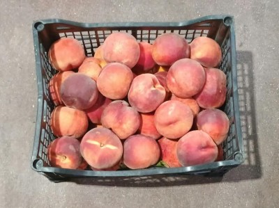 Foto Pesche Rosse A Pasta Gialla Origine Grecia Marchio Greek Premium 3
