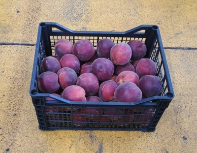 Foto Pesche Rosse Calibro AAA Origin Grecia Marchio Greek Premium      1