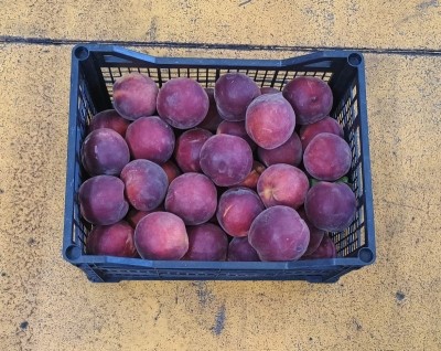 Foto Pesche Rosse Calibro AAA Origin Grecia Marchio Greek Premium      3