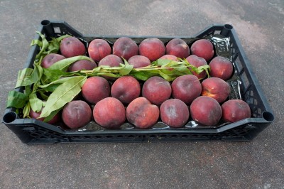 Foto Pesche Rosse Origine Italia Marchio Commerciale Maglione   1