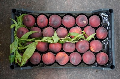 Foto Pesche Rosse Origine Italia Marchio Commerciale Maglione   3
