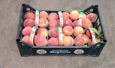 Foto Pesche Rosse a Pasta Gialla Lavorazione In Cestini Origine Italia Marchio Maglione 1