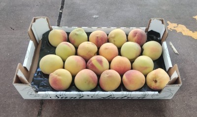 Foto Pesche Varietà O'Henry Calibro 20 Origine Italia Marchio Sant'Andrea      1