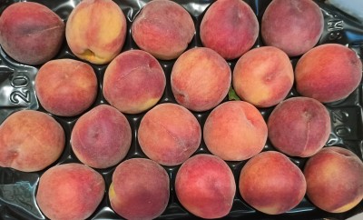 Foto Pesche Rosse Varietà Royal Summer Calibro 20 Origine Italia Marchio Sant'Andrea  2