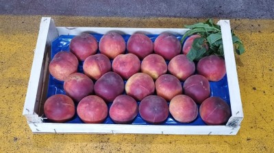 Foto Pesche Rosse a Pasta Gialla Calibro 22 Origine Italia Marchio Maglione 1