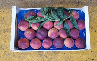 Foto Pesche Rosse a Pasta Gialla Calibro 22 Origine Italia Marchio Maglione 3