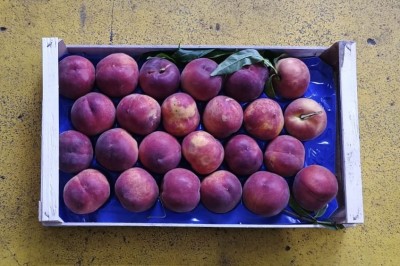 Foto Pesche Rosse a Pasta Gialla Calibro 24 Origine Italia Marchio Maglione 3
