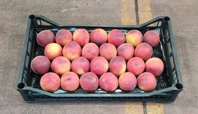 Foto Pesche Rosse Varietà Pasta Gialla Calibro 26 Origine Italia Marchio Pirozzi  1