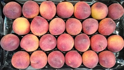 Foto Pesche Rosse Varietà Pasta Gialla Calibro 26 Origine Italia Marchio Pirozzi  2