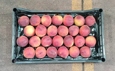 Foto Pesche Rosse Varietà Pasta Gialla Calibro 26 Origine Italia Marchio Pirozzi  3