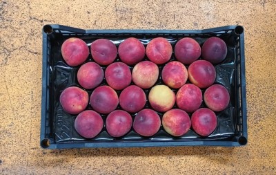 Foto Pesche Rosse Calibro 22 Origine Italia Marchio Pirozzi  3