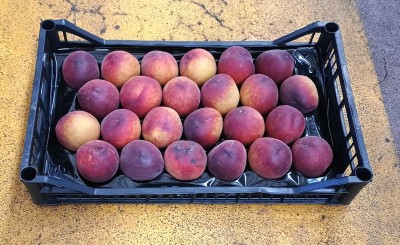 Foto Pesche Rosse a Pasta Gialla Calibro 24 Origine Italia Marchio Pirozzi	   1
