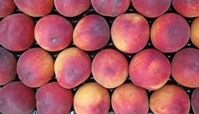 Foto Pesche Rosse a Pasta Gialla Calibro 24 Origine Italia Marchio Pirozzi	   2