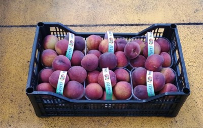 Foto Pesche Rosse A Pasta Gialla Lavorazione In Cestino Marchio Pirozzi   1