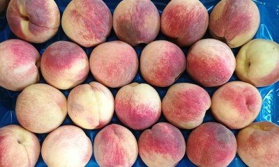 Foto Pesche Gialle Calibro 20/22 Origine Italia Marchio Maglione         2