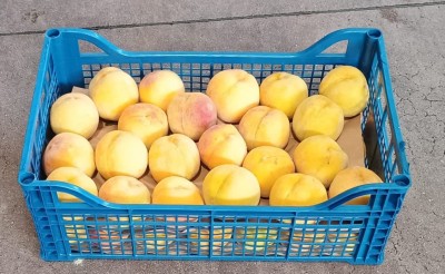 Foto Pesche Gialle Calibro AA Origine Grecia Origine Grecia Marchio Greek Premium   1