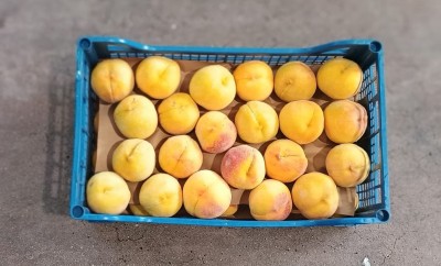 Foto Pesche Gialle Calibro AA Origine Grecia Origine Grecia Marchio Greek Premium   3