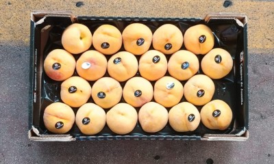 Foto Pesche Gialle Varietà Catherina Calibro A22 Origine Spagna Marchio Campos De Jumilla      3