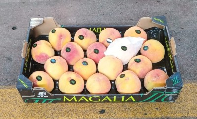 Foto Pesche Gialle Varietà Catherina Calibro A18 Origine Spagna Marchio Magalia     1