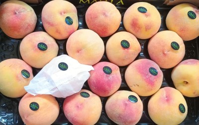 Foto Pesche Gialle Varietà Catherina Calibro A18 Origine Spagna Marchio Magalia     2