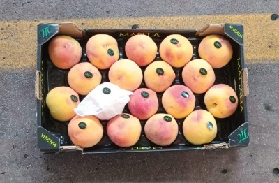 Foto Pesche Gialle Varietà Catherina Calibro A18 Origine Spagna Marchio Magalia     3