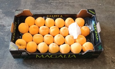 Foto Pesche Gialle Varietà Romea Bolsa Calibro A26 Origine Spagna Marchio Magalia  1
