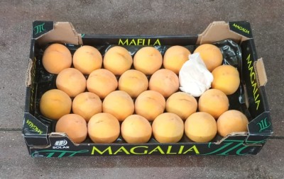 Foto Pesche Gialle Varietà Percoche Calibro A24 Origine Spagna Marchio Magalia  1