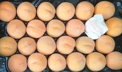 Foto Pesche Gialle Varietà Percoche Calibro A24 Origine Spagna Marchio Magalia  2