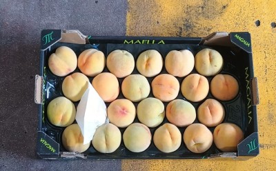 Foto Pesche Gialle Varietà Romea Bolsa Calibro A24 Origine Spagna Marchio Magalia  3