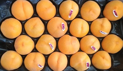Foto Pesche Gialle Varietà Argos Calibro A20 Origine Spagna Marchio Lica  2