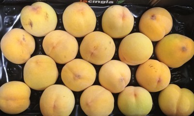 Foto Pesche Gialle Varietà Percoche Calibro 16 Origine Spagna Marchio La Cingla 2