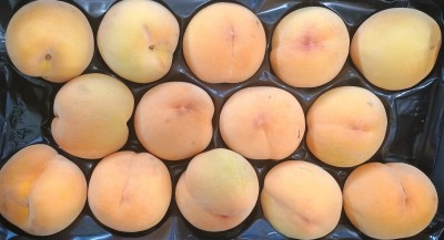 Foto Pesche Gialle Varietà Percoche Calibro 14 Origine Spagna Marchio La Cingla  2