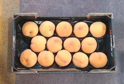 Foto Pesche Gialle Varietà Percoche Calibro 14 Origine Spagna Marchio La Cingla  3