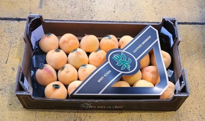 Foto Pesche Gialle Varietà Percoche Calibro 24 Origine Spagna Marchio Morondo  1