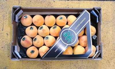 Foto Pesche Gialle Varietà Percoche Calibro 24 Origine Spagna Marchio Morondo  3