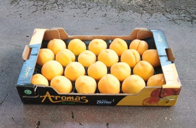 Foto Pesche Gialle Varietà Percoche Calibro 22 Origine Spagna Marchio Aromas  1