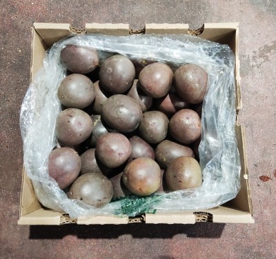 Foto Passion Fruit Origine Colombia Marchio Exotic Caribbean 3