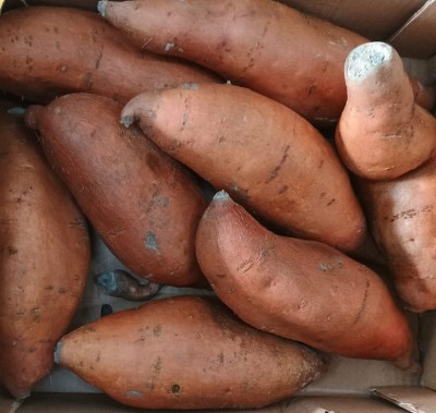 Foto Patate Dolci Confezione da 6 Kg Origine Egitto Marchio Futurland 2