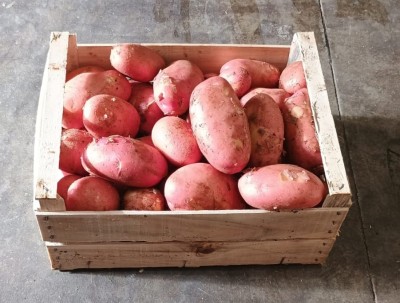 Foto Patate Rosse Origine Italia Marchio Robibbero Luigi  1